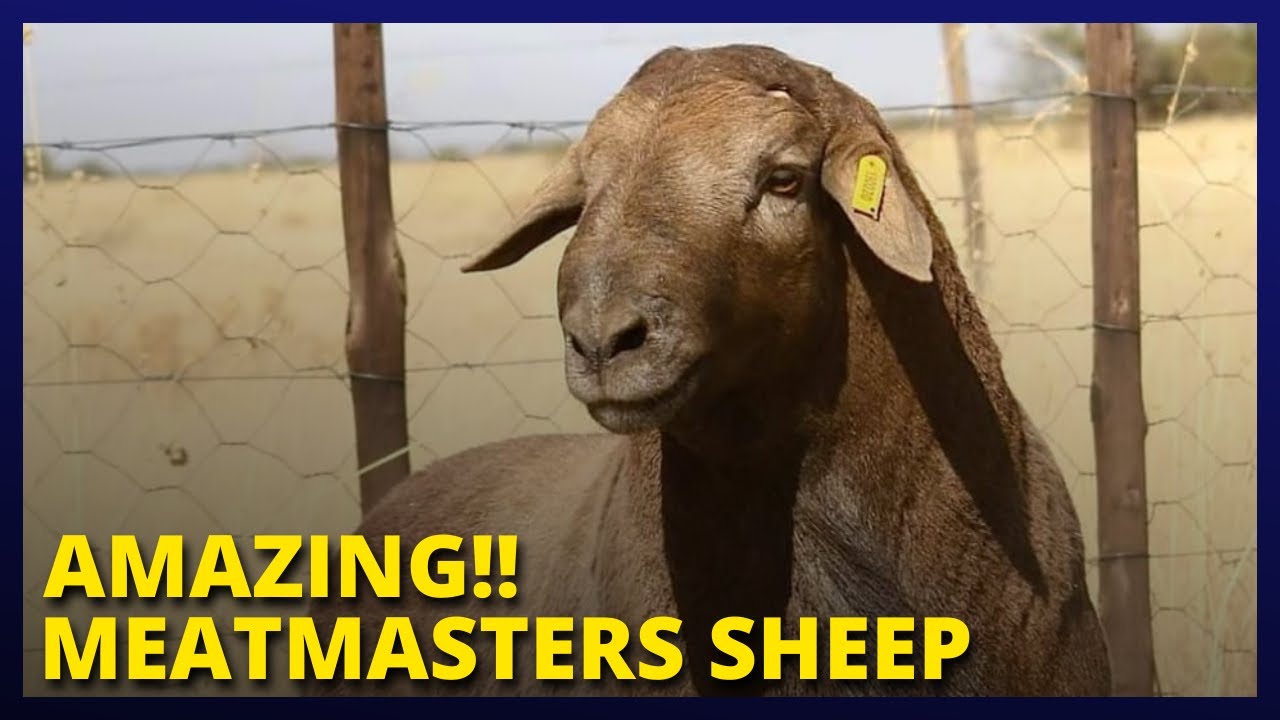 🔵 Meatmasters Sheep Ram