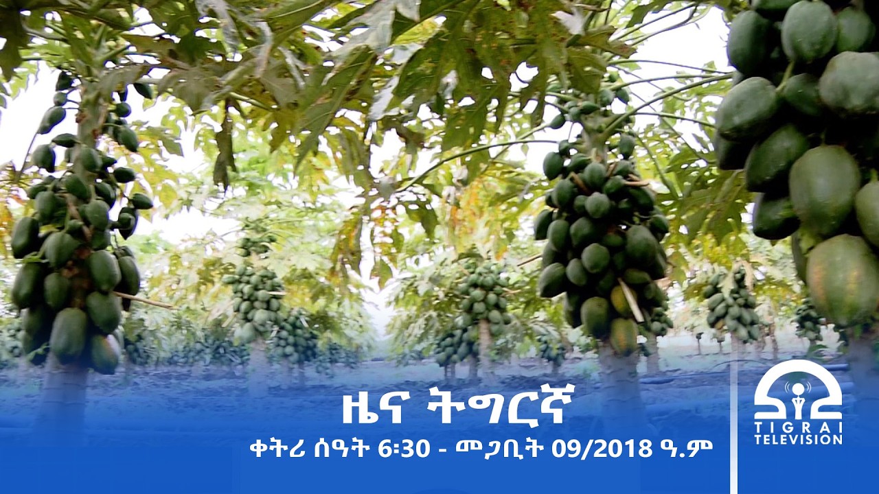 ዜና ትግርኛ - ቀትሪ ሰዓት 6፡30 - መጋቢት 09/2018 ዓ.ም | #Tigrai_Television | #ቴሌቪዥን_ትግራይ |