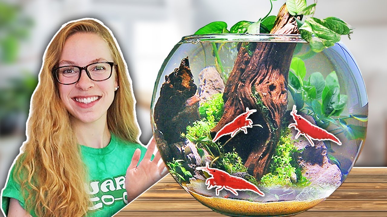 How To: Easy Biosphere Bowl for Shrimp [Step by Step]