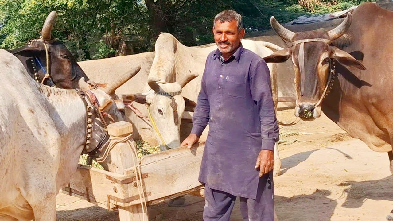Bulls village lifestyle in punjab | Beautiful bull farming | Traditional and old punjab