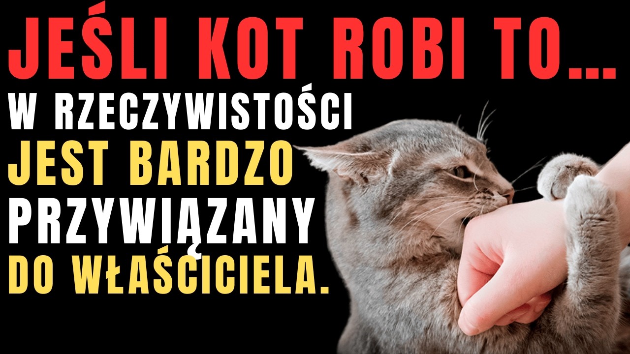 Czy to ignorujesz? 12 rzeczy, które koty robią, bo bardzo kochają swoich opiekunów