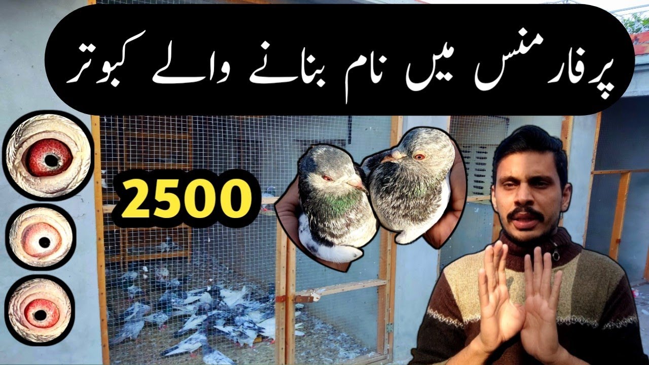Heera Lal + Qasoori Jaldar + Golden Kabootar Munasib Price || 📲 0308-4755465