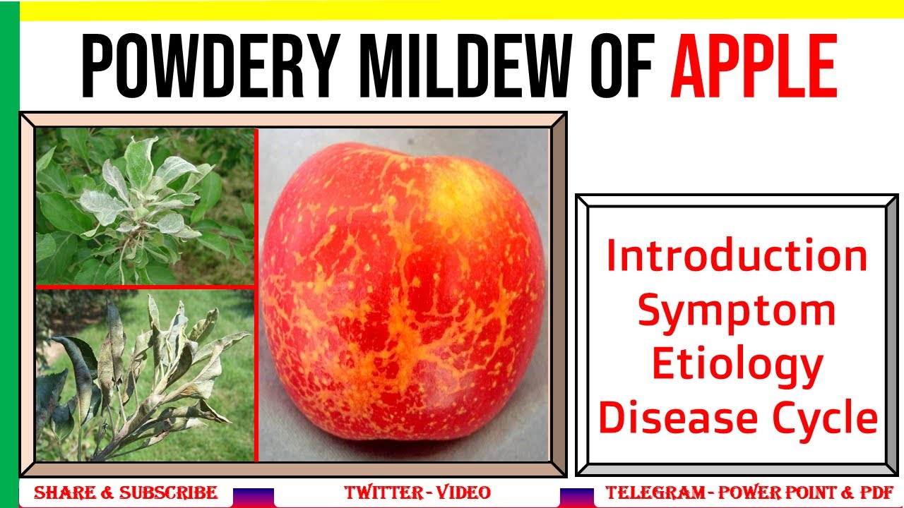 Powdery Mildew of Apple 🍎, Introduction, Symptom, Etiology, Disease Cycle | P. leucotricha | PHF #