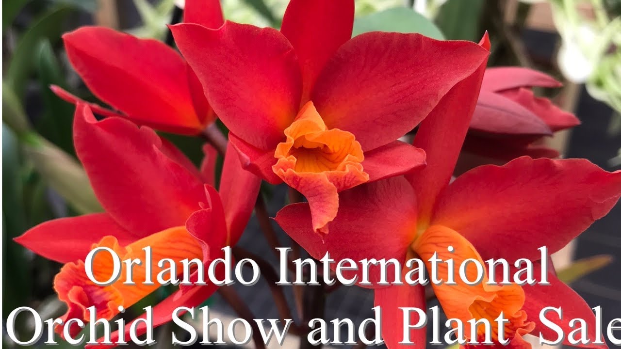 Orlando International Orchids Show and Plant Sale