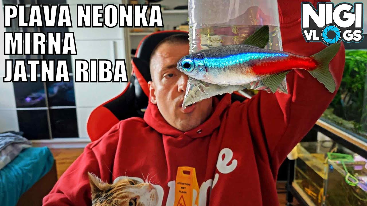 Plava Neonka – Mirna Jatna Riba za Biljni Akvarijum #akvaristika