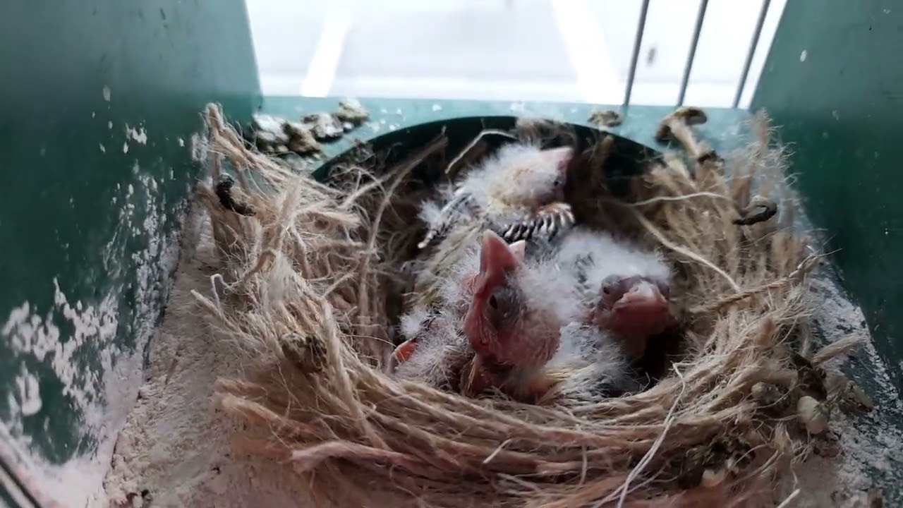 début reproduction canaris 2022