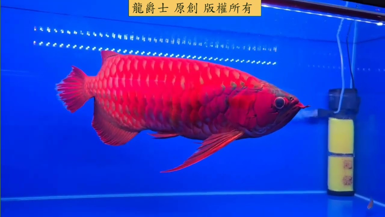 【龍爵士】馬來西亞龍魚展