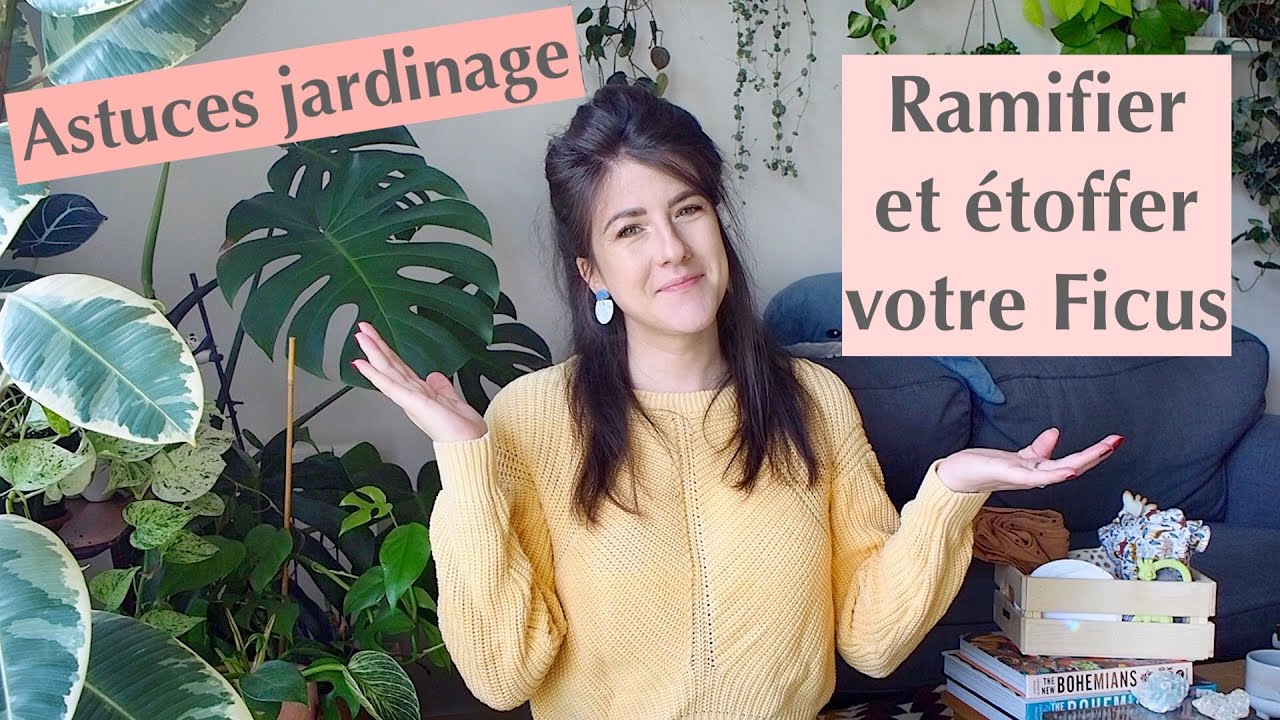 Comment ramifier son ficus ? Mes astuces jardinage