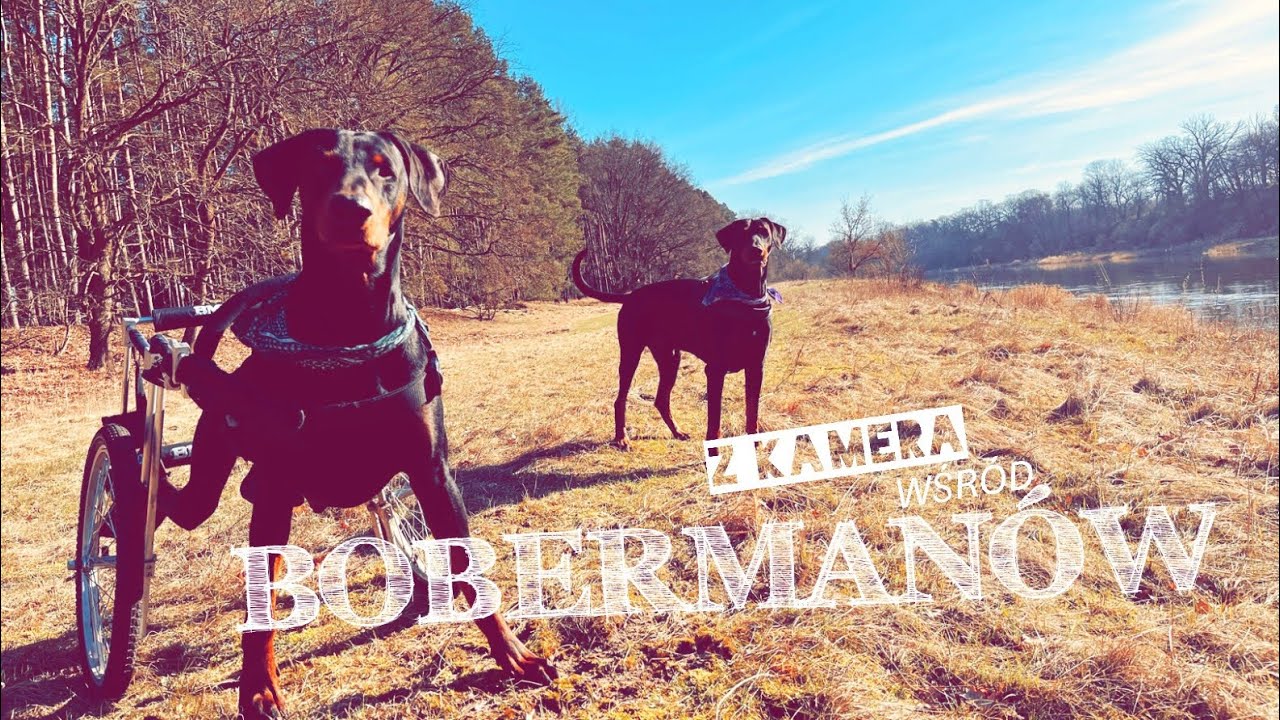Z kAMerĄ WśRóD BoBerManów 🎥💥 