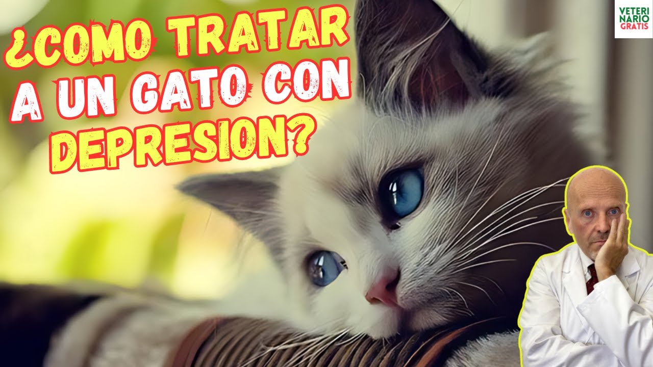 💔 ¿CÓMO TRATAR A UN GATO CON DEPRESION? 💔
