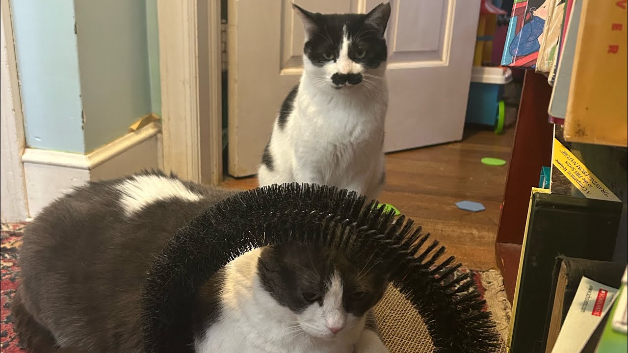 Tour of my cats rooms