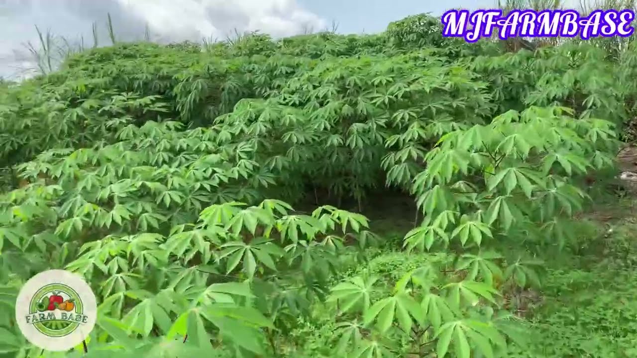 Challenges associated with cassava farming and how to solve them.