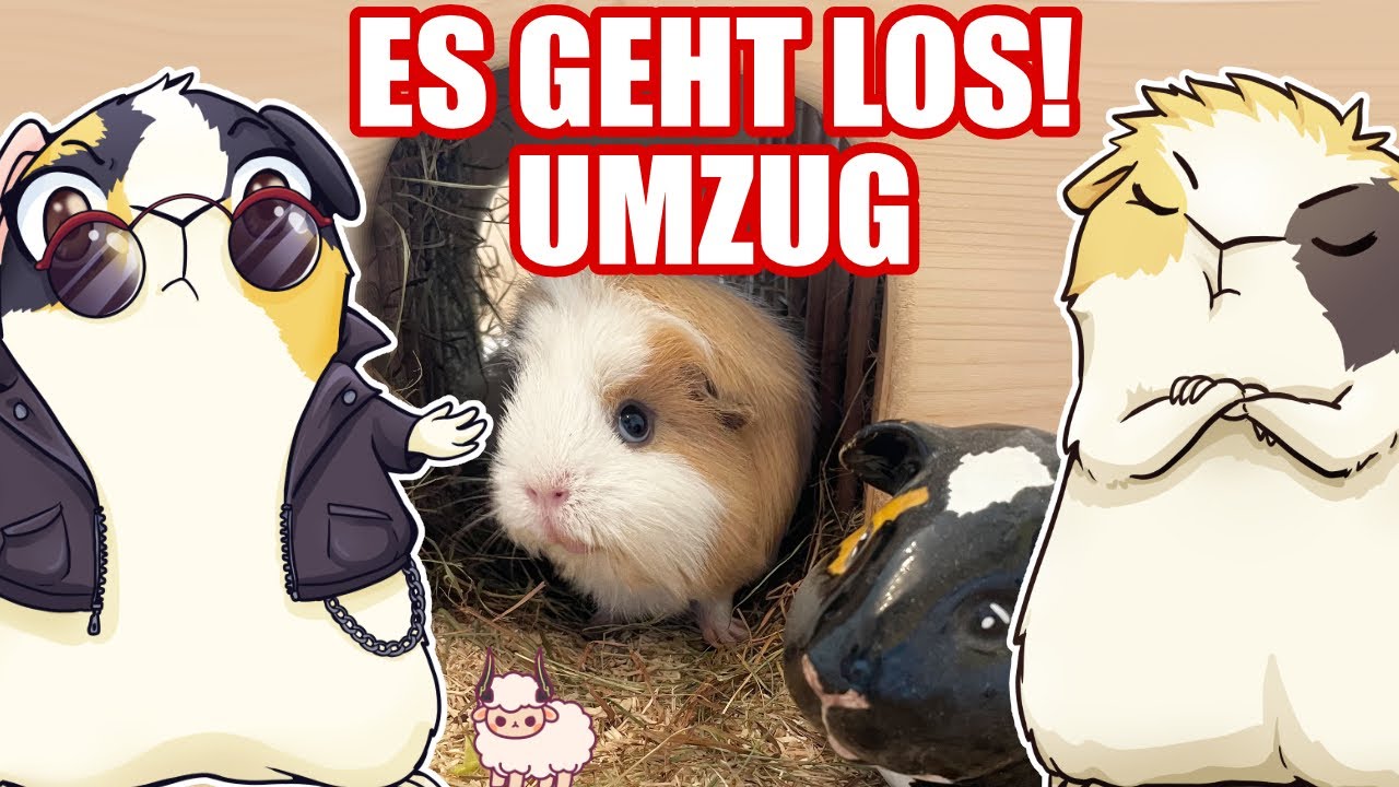 ES GEHT LOS! Meerschweinchen Umzug! Zimmer Und Gehege NEU!!