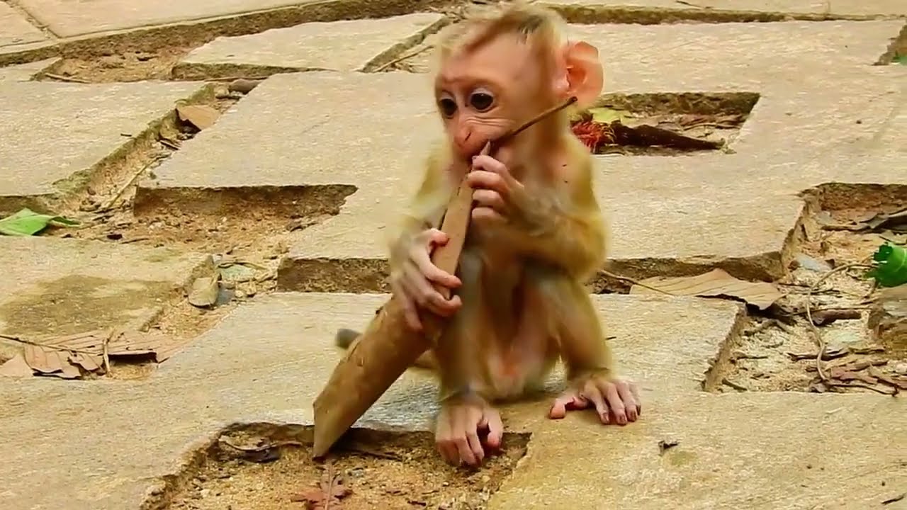 Aww, Cute Baby Monkeys Videos Compilation | Funny and Cute Moments of the Monkeys&mdash;SVA daily life