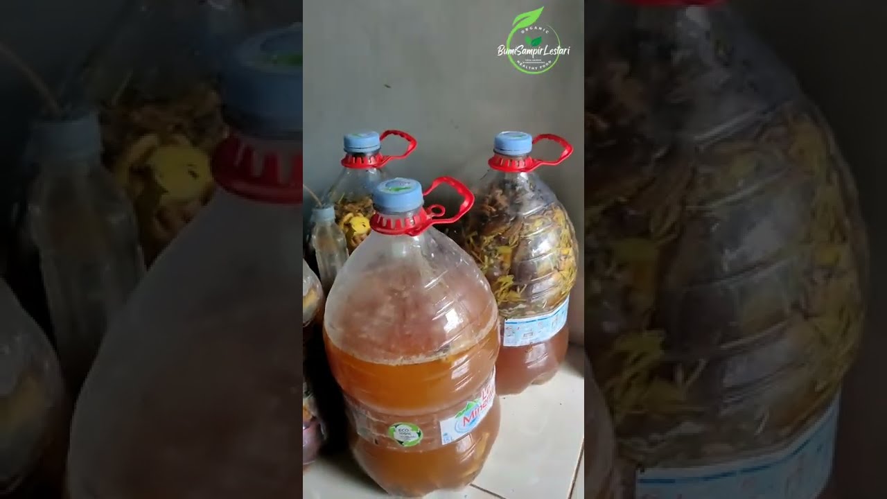 Berusaha Berkebun dengan Pupuk Organik | Ujicoba, Belum Layak Ditiru🤭