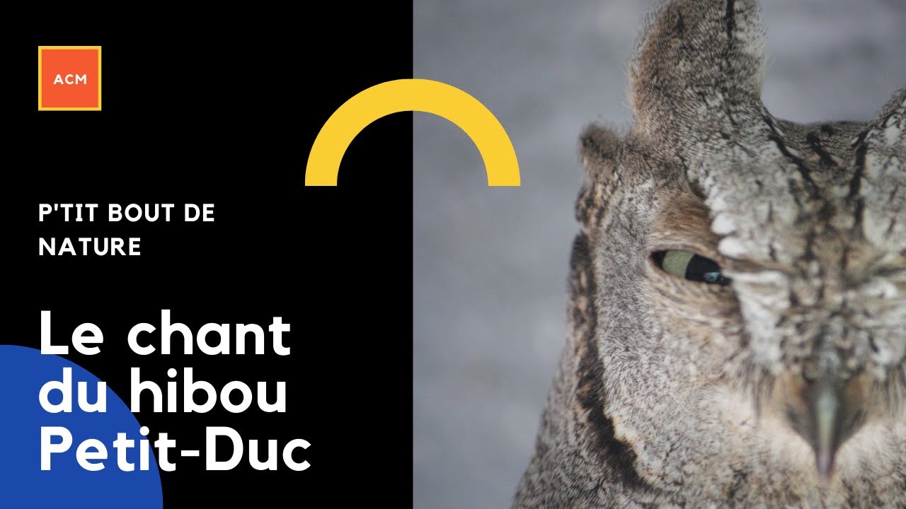 Le chant du hibou Petit-Duc