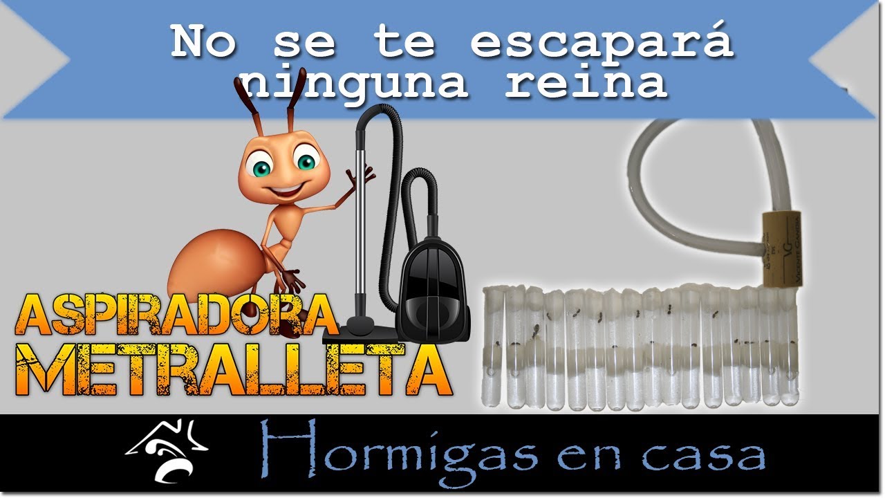 🐜🏠 Aspiradora de hormigas reina automática casera | Hormigas en casa ✅