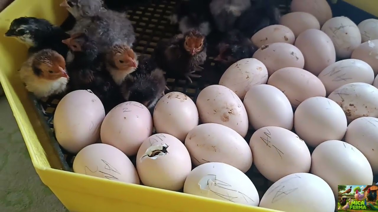 Au ieșit puișorii de la incubator! Ce noutăți avem la păsării 🐣🐓