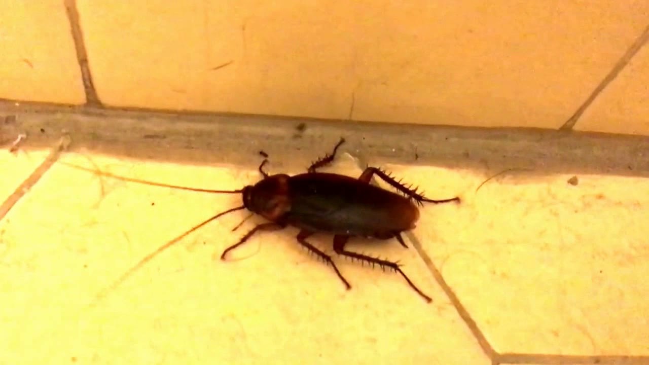 Another massive roach in Villa Italia apartment