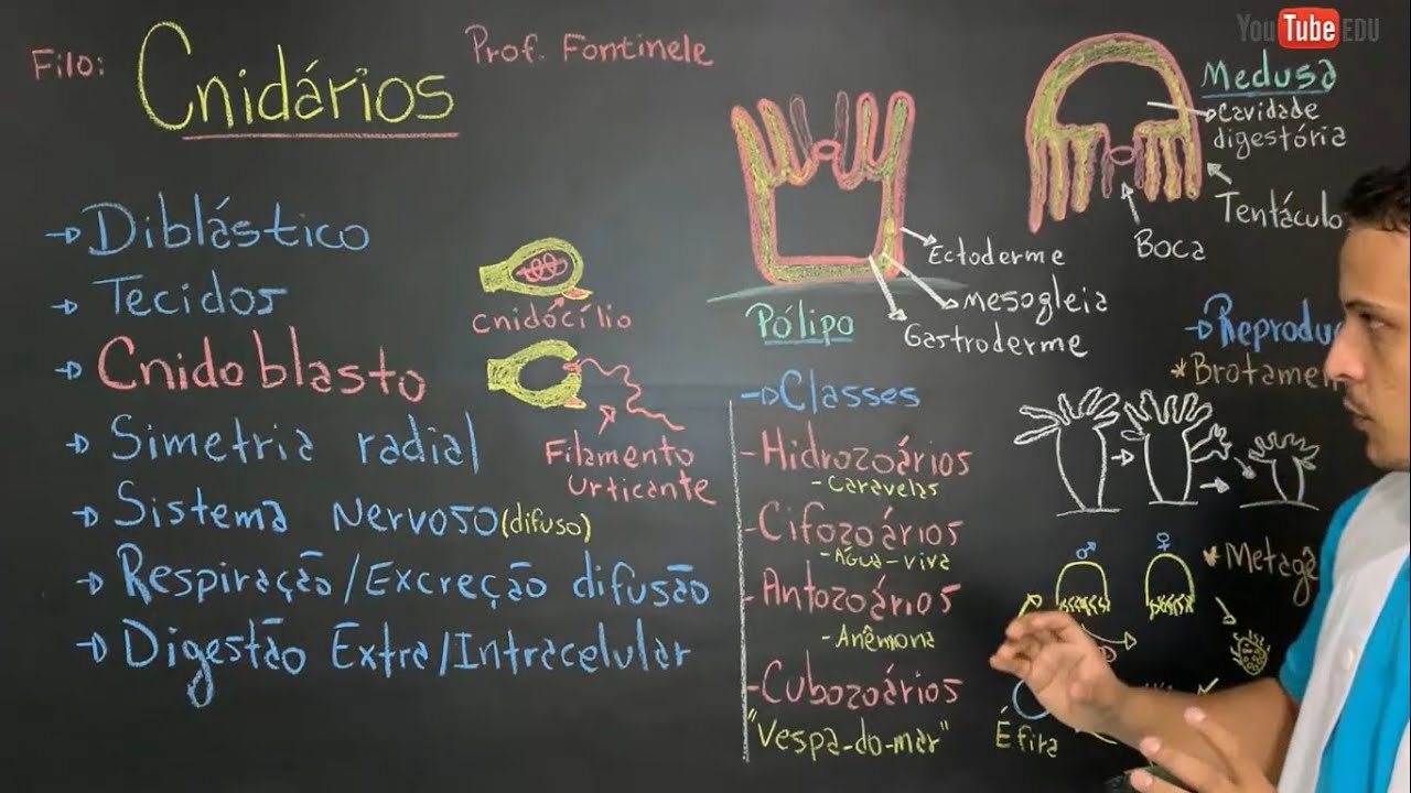 Cnid&aacute;rios - Reino animalia - Principais caracter&iacute;sticas - Zoologia