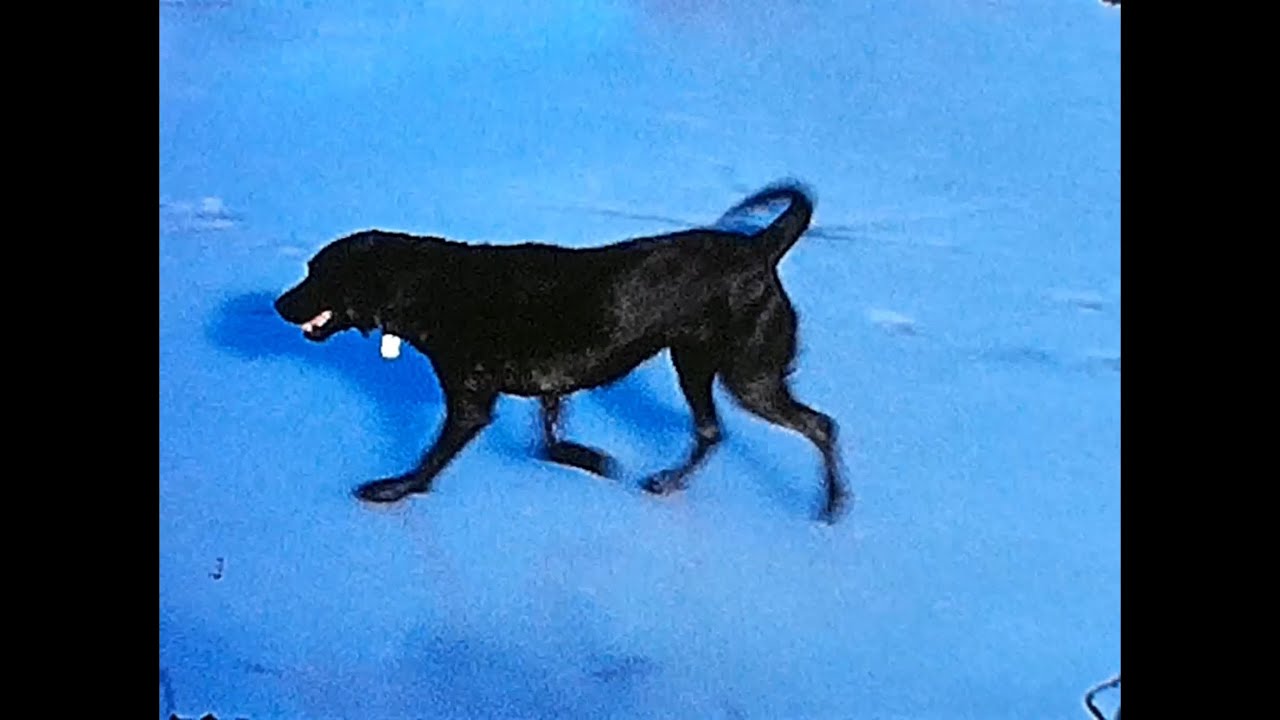 Black Lab, Beau, Excited Fetching in Snow🐾❄️🥶