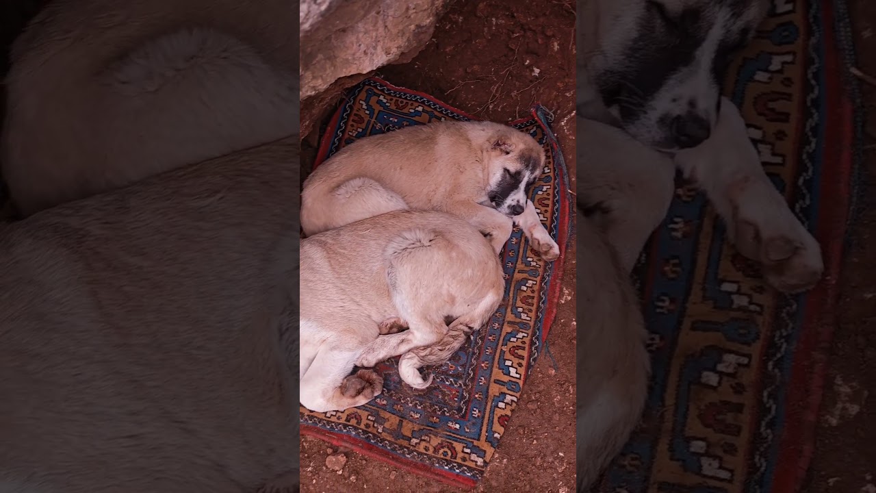 Winter Camping in My Shelter with My Dogs | Silent Off-Grid Survival (Nature ASMR)