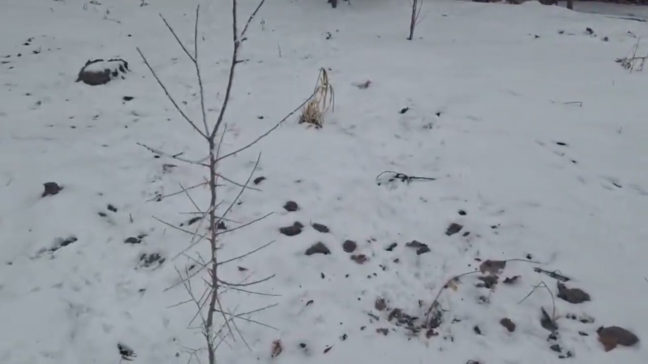 The White Silence of Snow