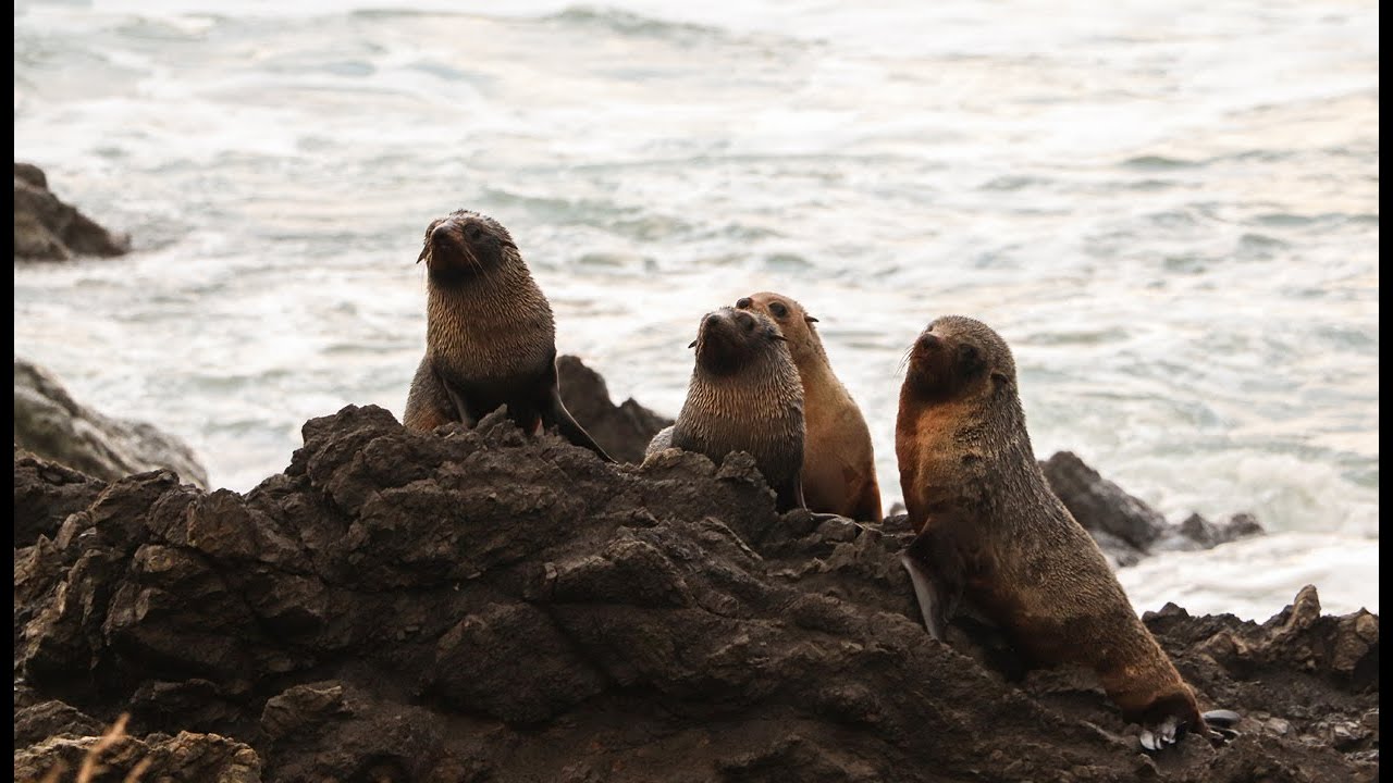 Sheltering New Zealand’s Sea Lion - Part 1