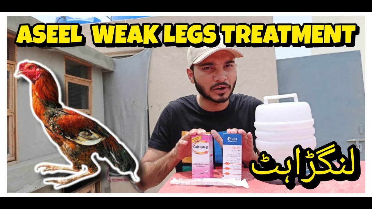 Aseel chicks weak legs treatment | Murgy ki kamzor tang ka ilaj #yt #aseelvlog