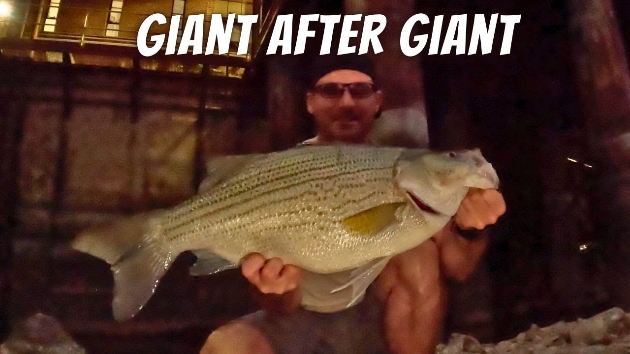 Catching One Giant Fish After Another Under the Spillway (Biggest Wiper and Flathead of the Year)