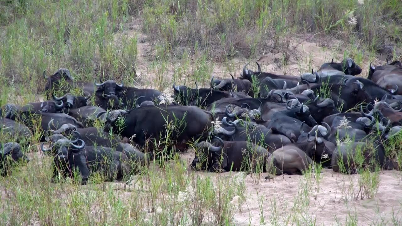 Skukuza Live Wildlife Camera | Kruger Shalati, South Africa