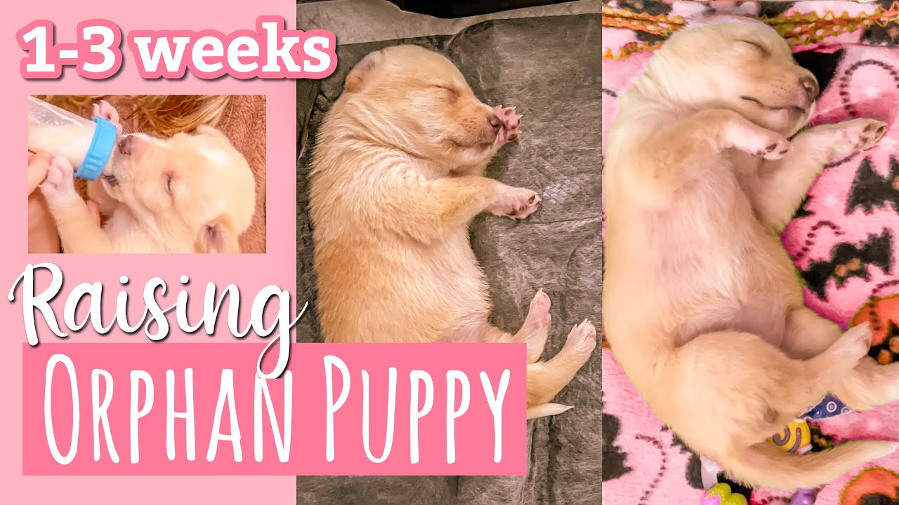 Rescuing Newborn Puppy Found in Front Yard | Fostering Vlog