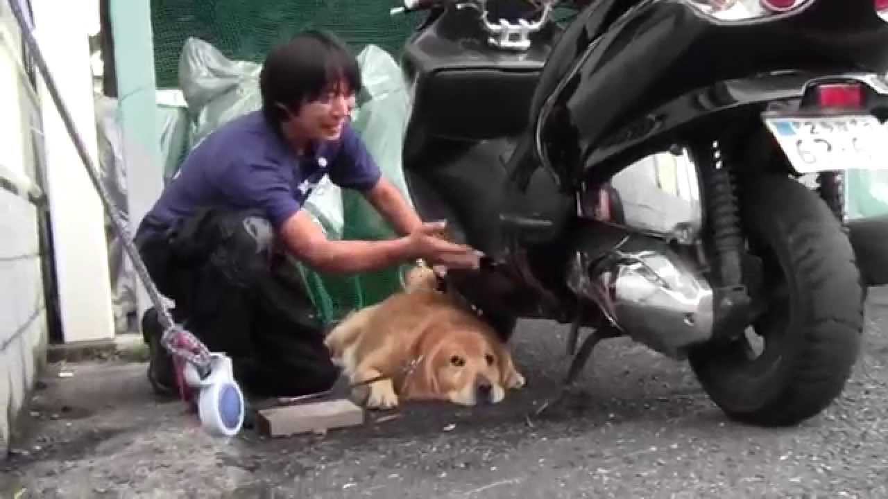 ホンダ:フォルツァZ：参考動画