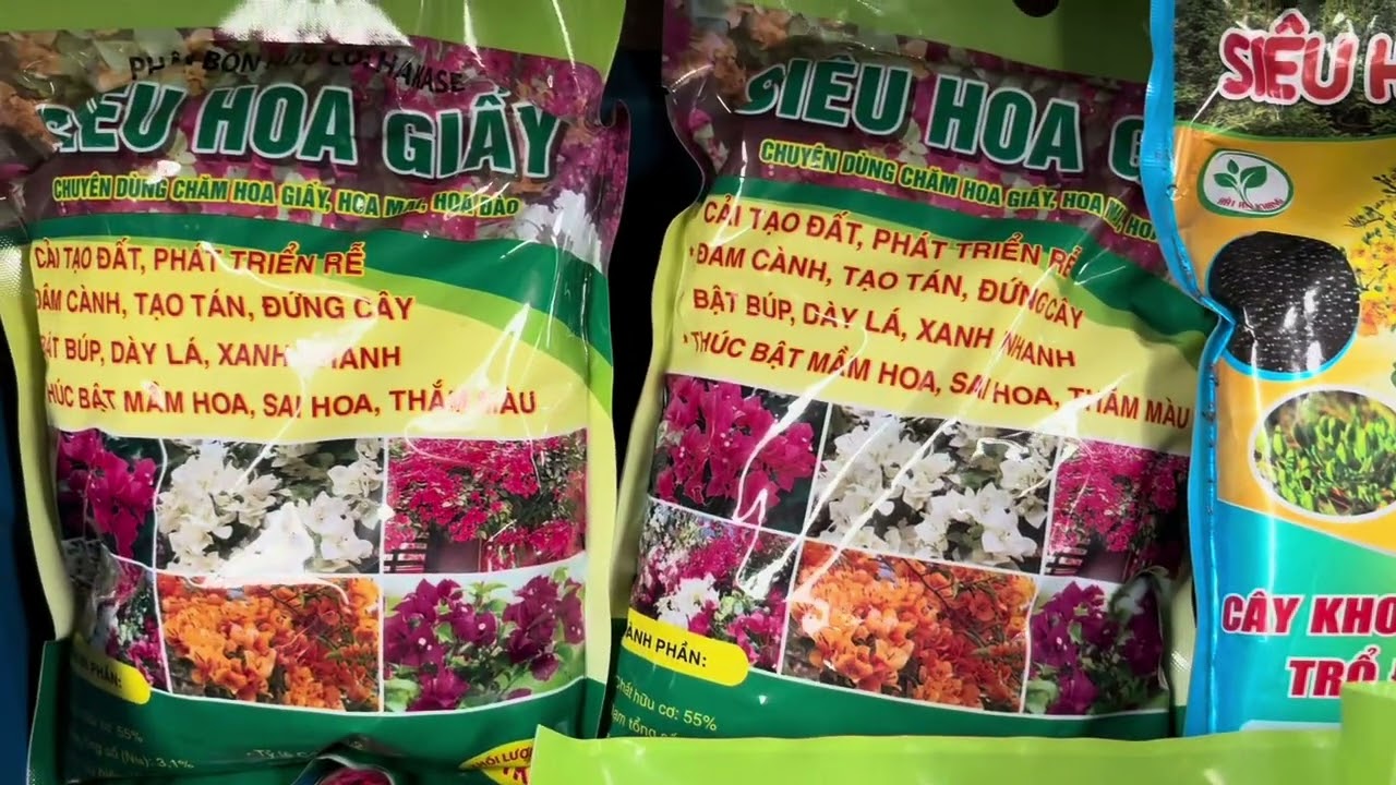 Phục hồi hoa giấy kịp nở rộ đợt Tết sắp đến với gói siêu hoa giấy 