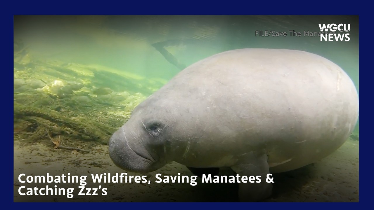 Combating Wildfires, Saving Manatees & Catching Zzz’s