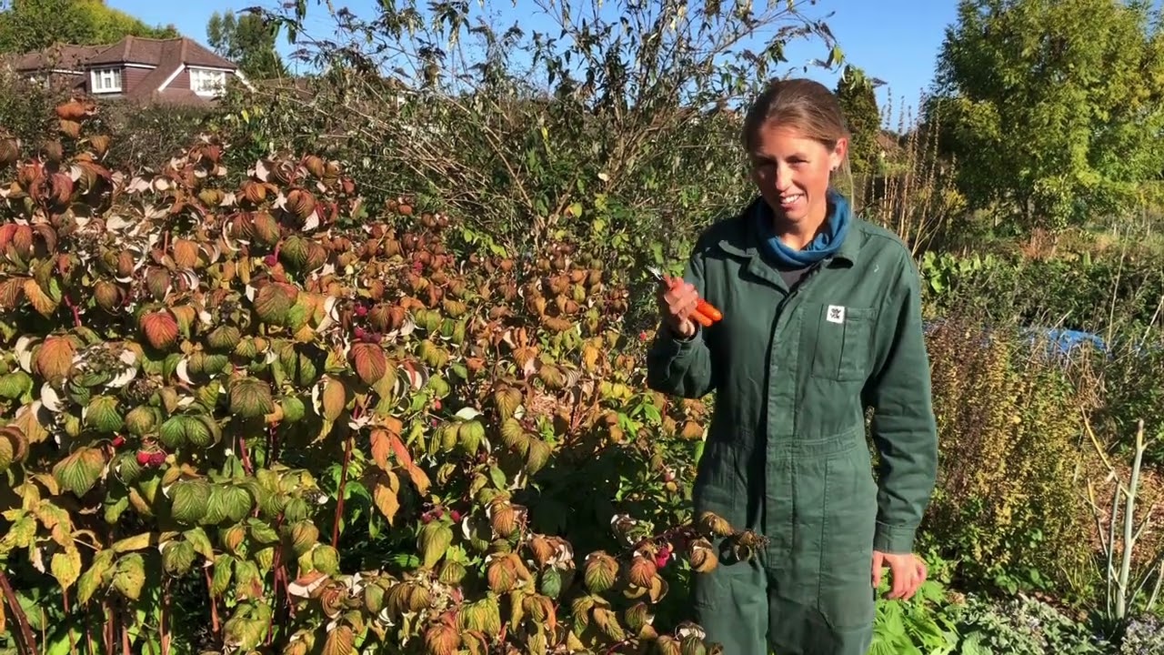 How to prune raspberries