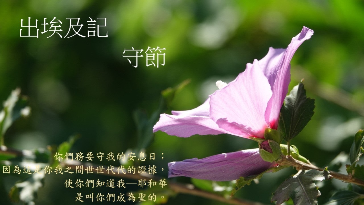 靈修:出埃及記-守節 20260218