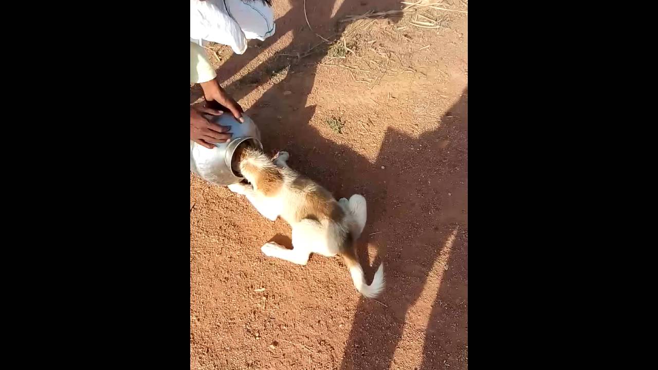 Amazing Dog with cap.