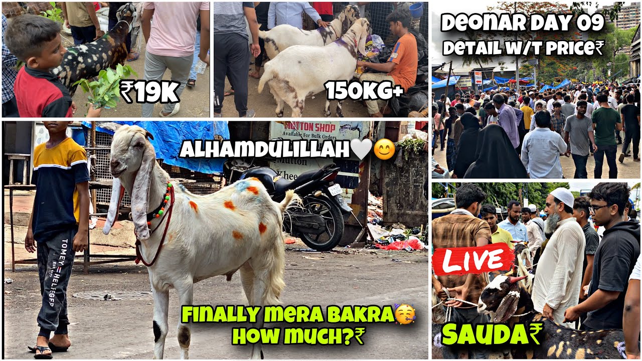 Deonar Bakra Mandi 2024 Day 09 Full Update With Price || Alhamdulillah We Also Bought Bakra #deonar