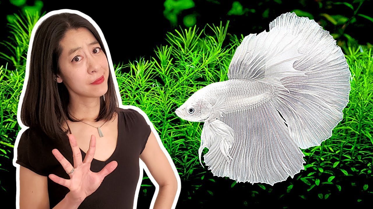 5 Things I Wish I Knew BEFORE I Got My First Betta Fish