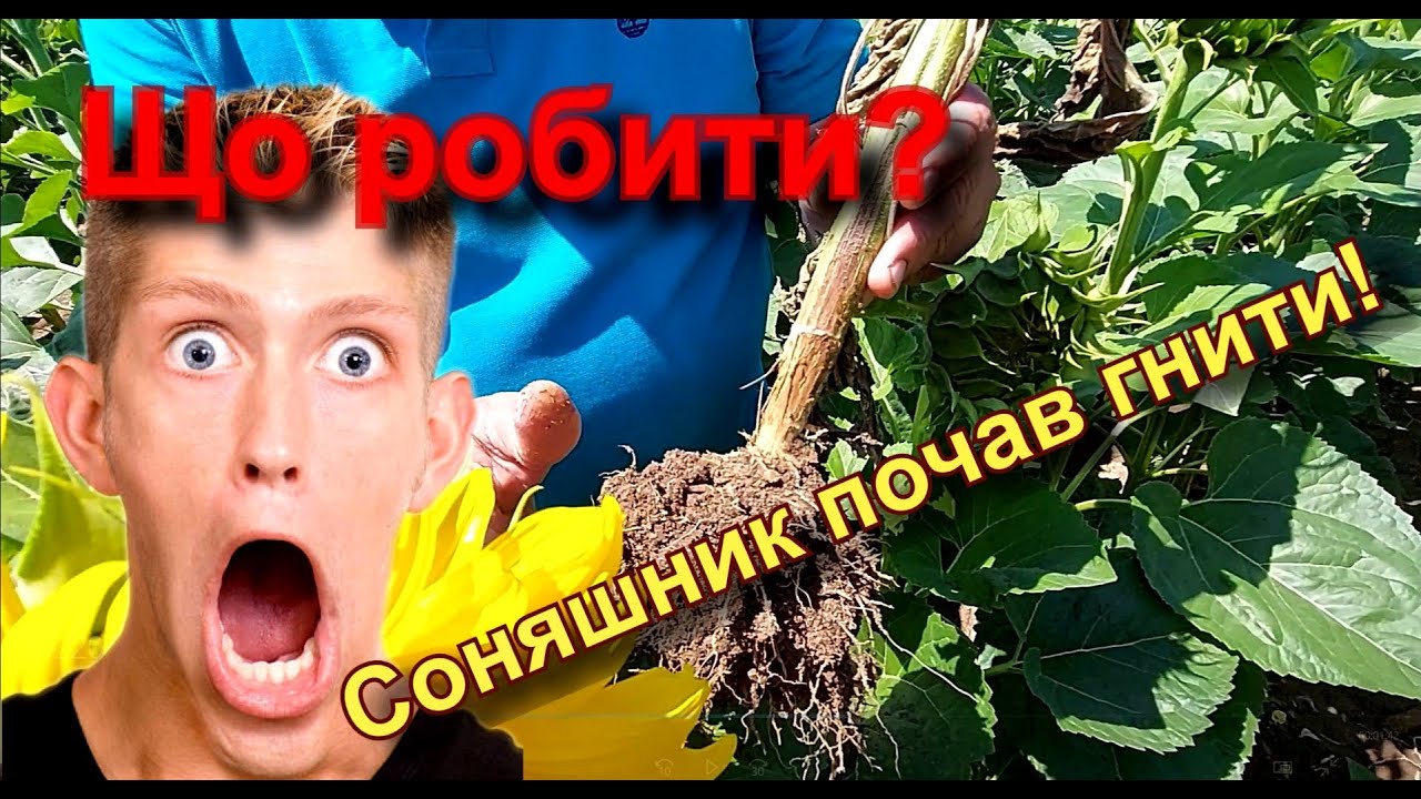 Соняшник почав гнити! Що робити?