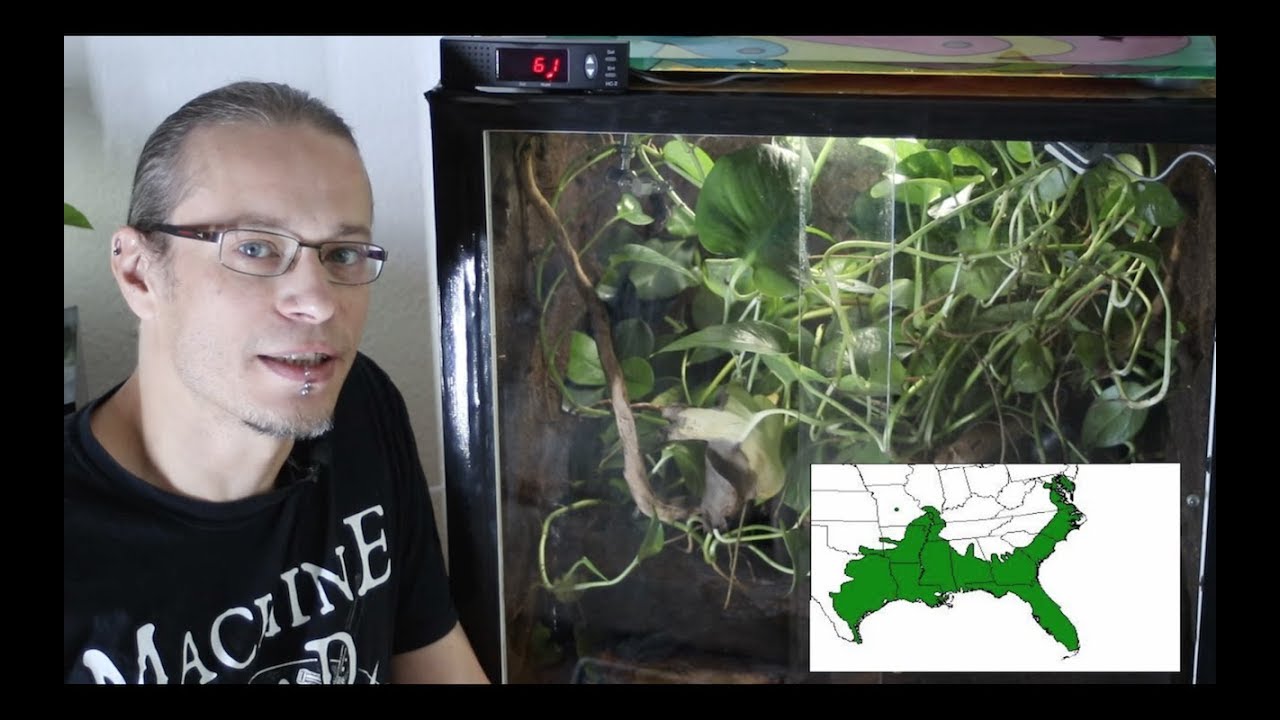 Luftfeuchtigkeit im Frosch Terrarium| Humidity Control Frog Terrarium | Hyla Cinerea