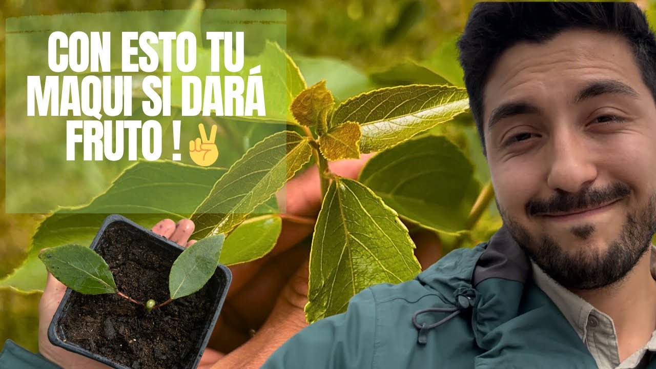 TODO sobre el MAQUI: PROPAGACIÓN, Como SIEMPRE tener FRUTOS 🫐