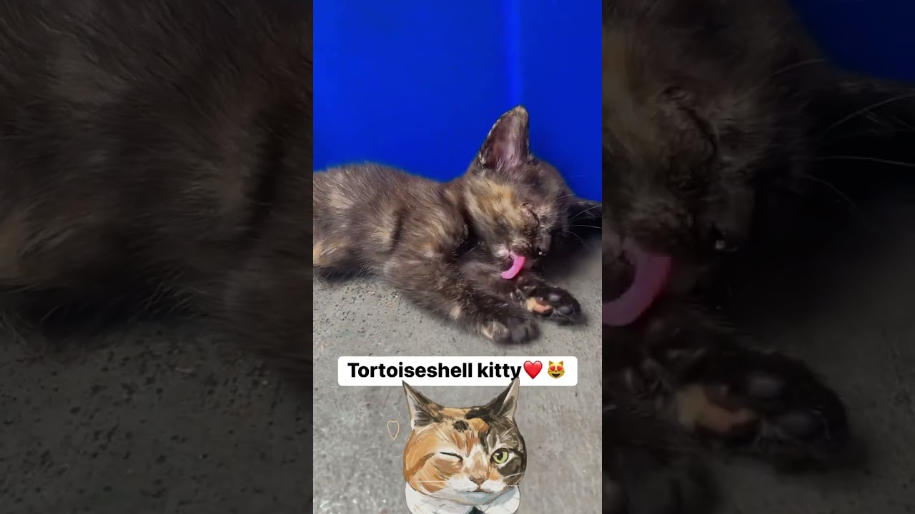 Tortoiseshell kitten beautiful baby cats😻❤️ #pets #shortsfeed #catshorts