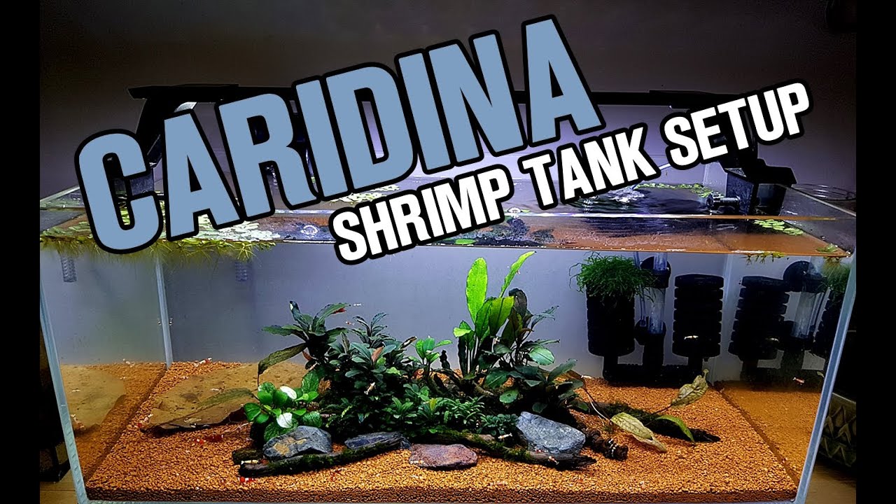 SHRIMP TANK SETUP for Caridina Shrimp