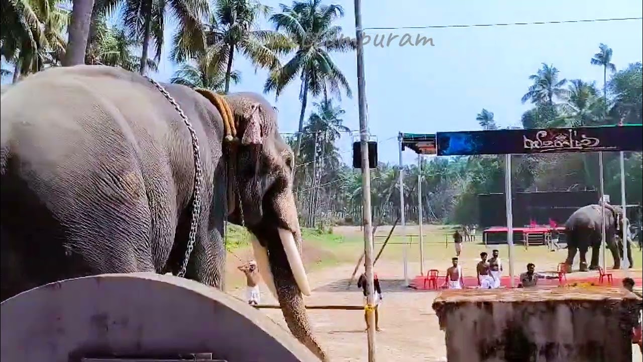 Elephant attacked 😳 kunnamkulam 