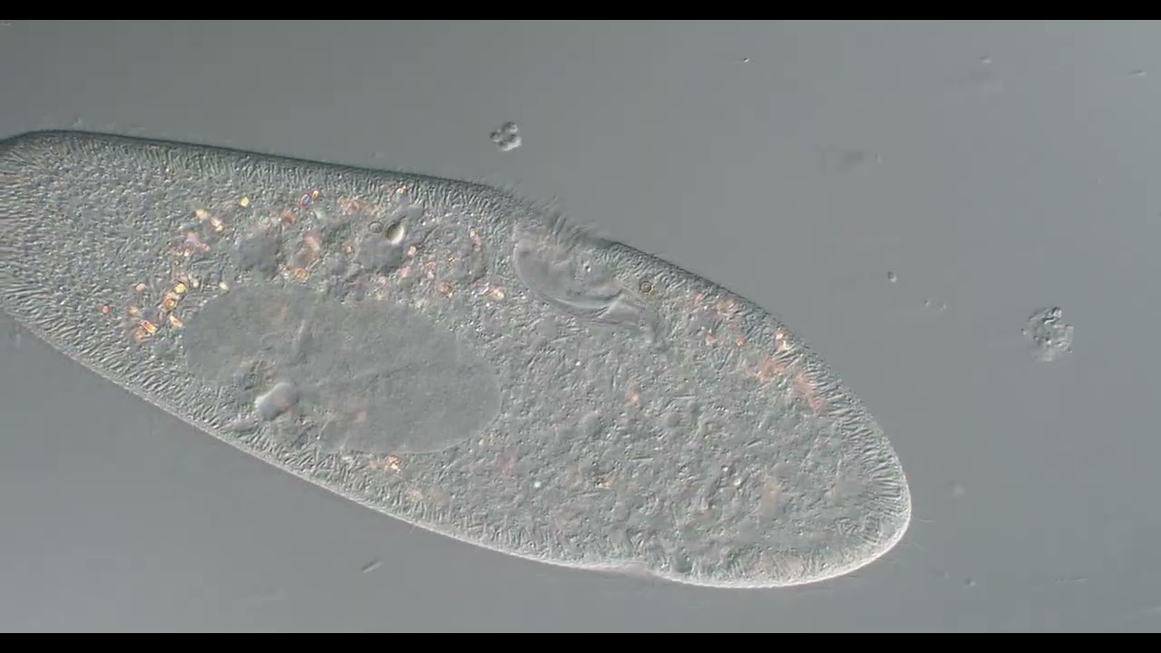 Paramecium 400x