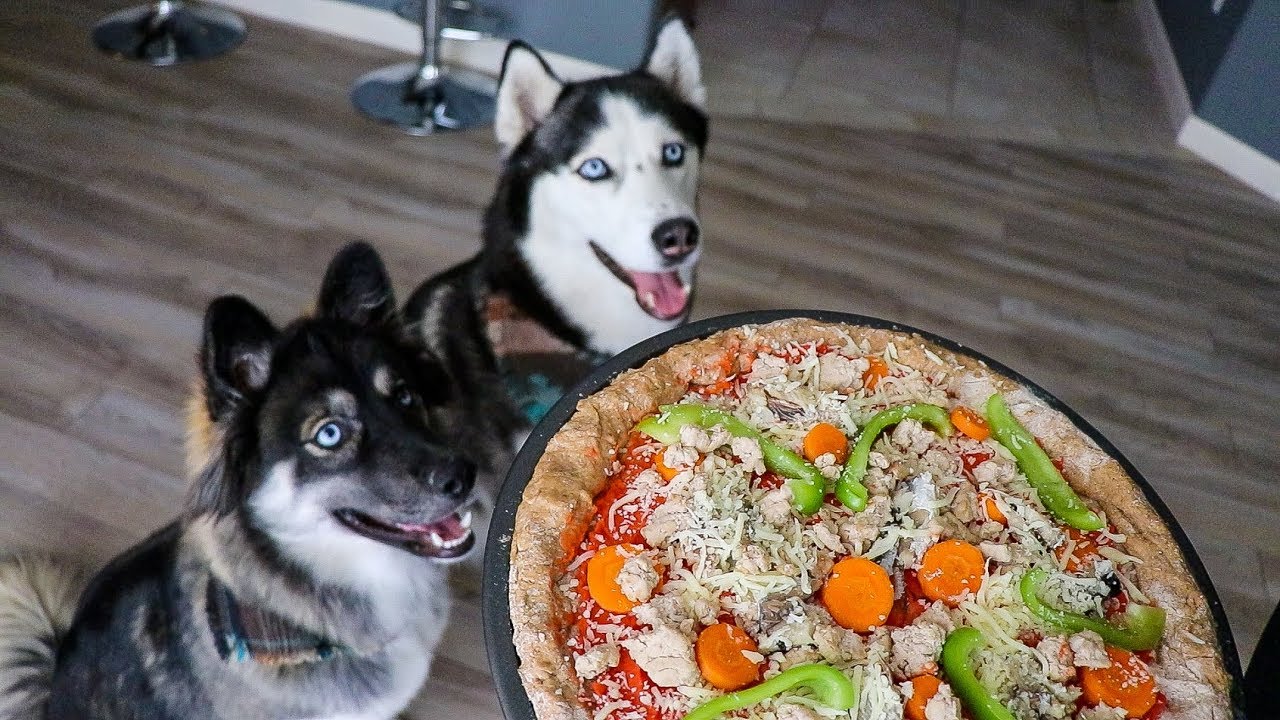 Пицца для собак своими руками!