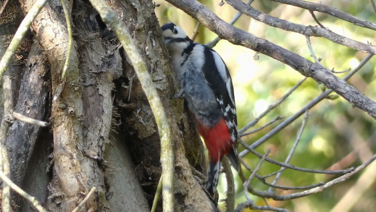 Great Spotted Woodpecker (Dendrocopos major)