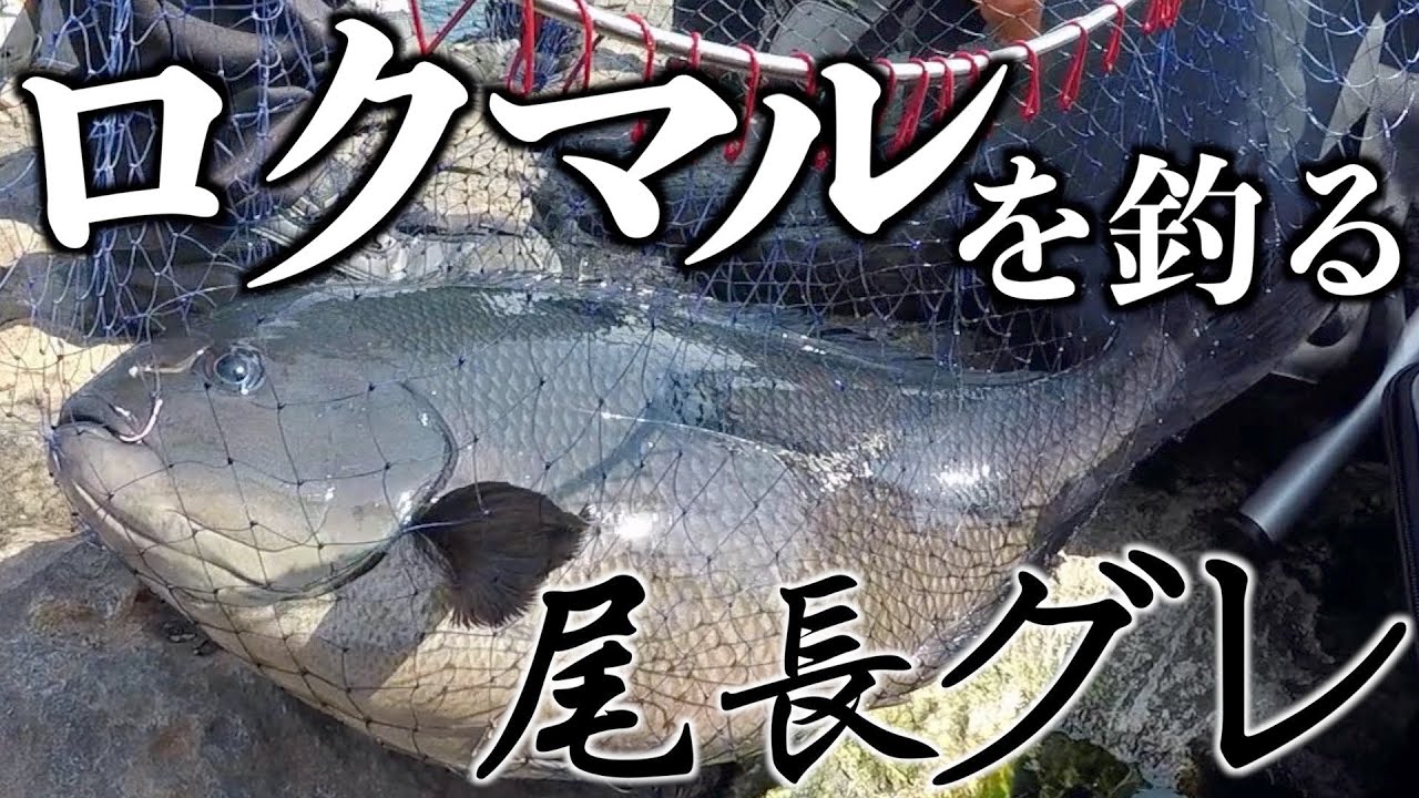【60尾長グレはこういう事よ】巨大オナガグレ釣り‼